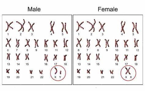 染色体核型命名规则（一）